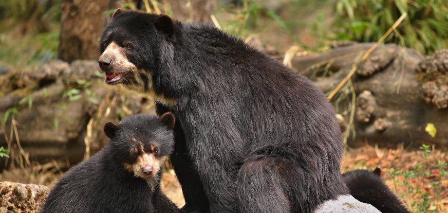 Braunbärmutter mit Braunbärbaby