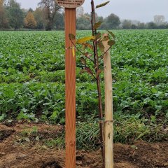 Frisch eingepflanzter Baum 