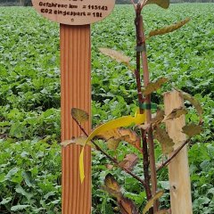 Schild an frisch eingepflanztem Baum